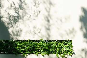 Shadows from the bamboo tree.