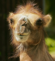 Camel