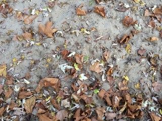Herbstlaub