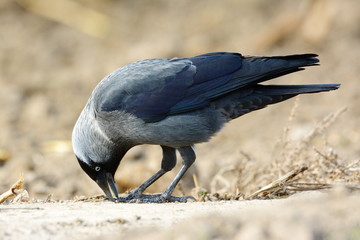 jackdaw (Corvus monedula)