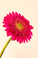 pinke Gerbera