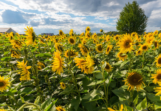  sunflower field