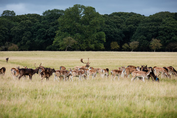 A herd of deer in the Phoenix Park in Dublin, Ireland, one of the largest walled city parks in...