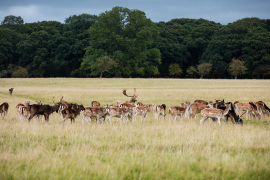 A herd of deer in the Phoenix Park in Dublin, Ireland, one of the largest walled city parks in Europe of a size of 1750 acres