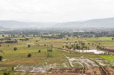 Top view of Rice fields and mountains.In the morning