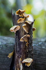 Mushrooms on chestnut wood