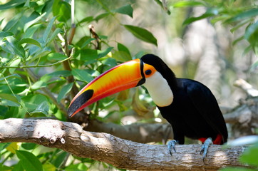 toucan outdoor - Ramphastos sulphuratus