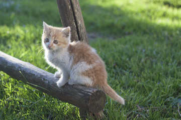 Obraz premium Young cat