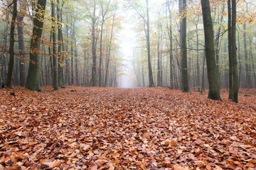 Waldweg im Sp&auml;therbst