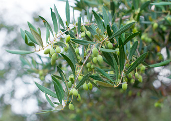 Close-up view of green unripe olives on tree.