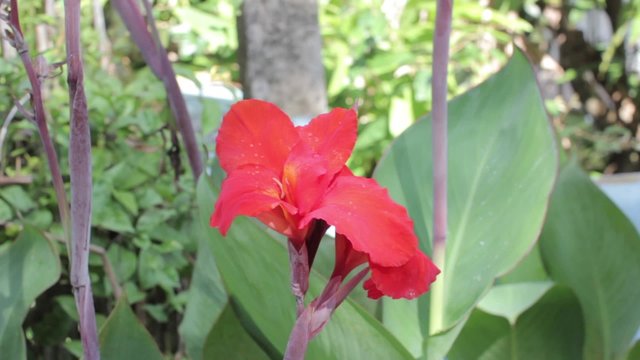 Yellow Flower Indian Canna (Canna indica L.) or Indian shot