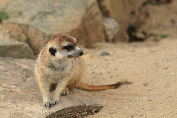small meercat resting