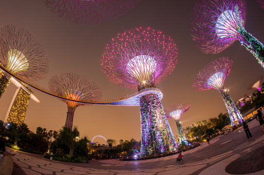 SINGAPORE - JUNE 26: Night view of Supertree Grove at Gardens by the Bay on JUNE 26, 2014 in Singapore. Spanning 101 hectares of reclaimed land in central Singapore, adjacent to the Marina Reservoir.