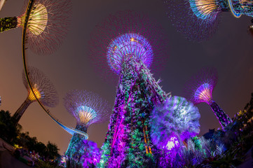 Obraz na płótnie Canvas SINGAPORE - JUNE 26: Night view of Supertree Grove at Gardens by the Bay on JUNE 26, 2014 in Singapore. Spanning 101 hectares of reclaimed land in central Singapore, adjacent to the Marina Reservoir.