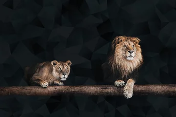 Papier Peint photo Lion Lion et lionne, Portrait d& 39 un beau lions, lions dans le da