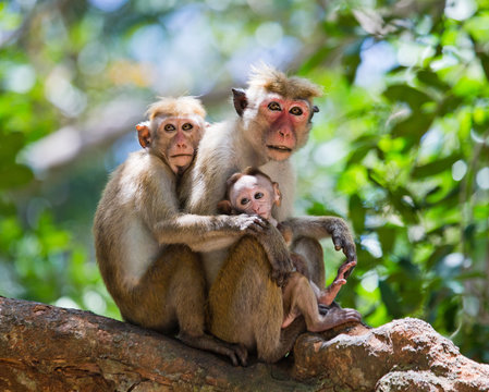 Family of monkeys sitting in a tree. Funny picture. Sri Lanka. An excellent illustration