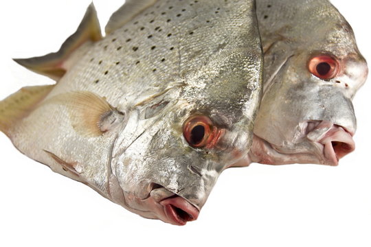 Two fresh moonfishes, white background.