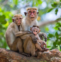 Fototapeta na wymiar Family of monkeys sitting in a tree. Funny picture. Sri Lanka. An excellent illustration