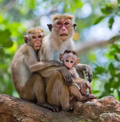 Selbstklebende Fototapete Affe Family of monkeys sitting in a tree. Funny picture. Sri Lanka. An excellent illustration