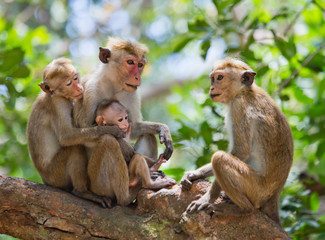 Family of monkeys sitting in a tree. Funny picture. Sri Lanka. 