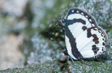 Straight pierrot butterfly close up