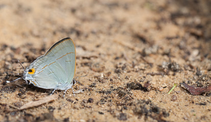 Fototapeta na wymiar Common tit butterfly close up