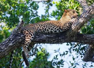 Naklejka premium The leopard lies on a large tree branch. Sri Lanka. An excellent illustration.