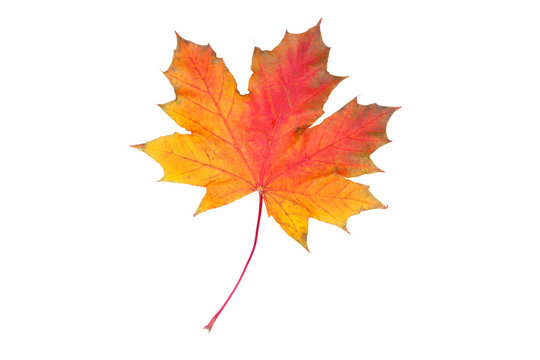 Closeup of  autumn leaf
