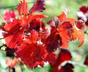 Rote Weinblätter im Herbst