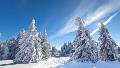 Winterwald mit strahlend blauen Himmel