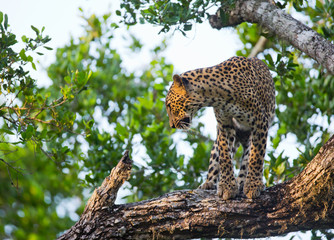 Leopard standing on a large tree branch. Sri Lanka. An excellent illustration.