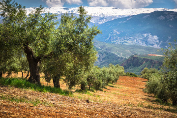 Beautiful valley with old olive trees in Granada, Spain