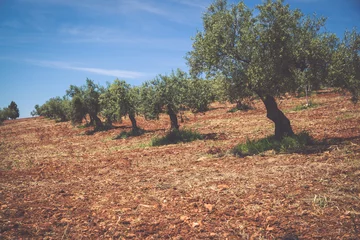 Fototapeten Mediterranes Europa Beautiful valley with old olive trees in Granada, Spain  © Lukasz Janyst