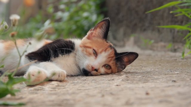 Uyuyan ve esneyen miskin k&uuml;&ccedil;&uuml;k renkli kedi