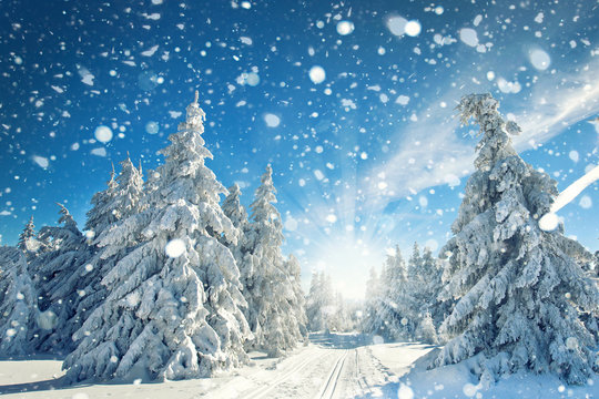 Fototapeta Schneefall im Wald