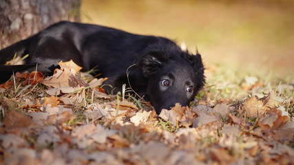 Black puppy lies in autumn leaves.