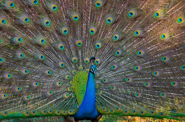 Naklejka premium Portrait of a peacock on the background of his tail. Close-up. Sri Lanka. An excellent illustration.