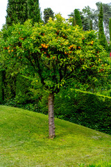 Fototapeta premium tree tangerine