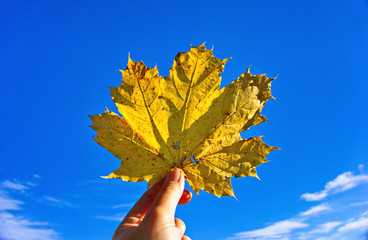 yellow maple leaf on sky