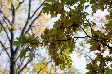 oak branch in the fall, gold leaves