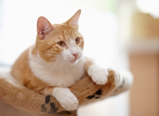 Portrait of a red striped cat.
