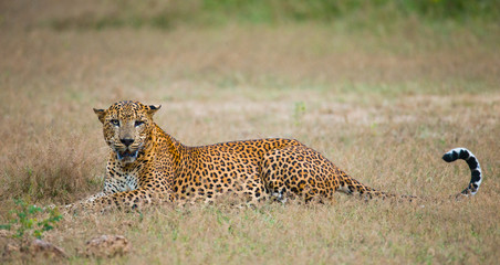 Leopard lying on the grass. Sri Lanka. An excellent illustration.