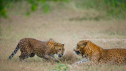 Foto auf Acrylglas Männlicher und weiblicher Leopard auf dem Gras zusammen. Die Paarungszeit. Sri Lanka. Eine hervorragende Darstellung. © gudkovandrey