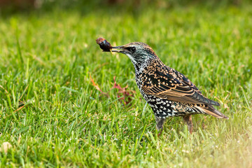 storno con oliva in bocca