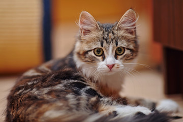 Portrait of a domestic multi-colored kitten