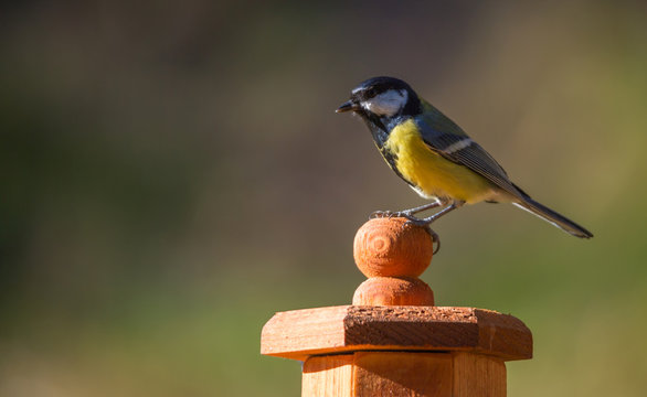 m&eacute;sange charbonni&egrave;re