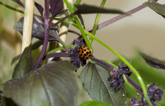 Ladybug on Indoor Purple Basil