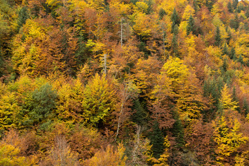 Bergwald im Herbst
