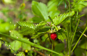 Red wild strawberry