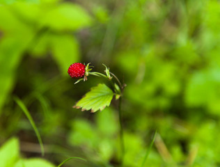 Wild strawberry